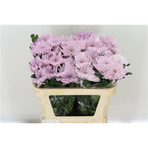 Chrysanthemums G Anast Pink 70cm A1