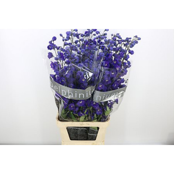 Delphinium Du Delp Power 120cm A1