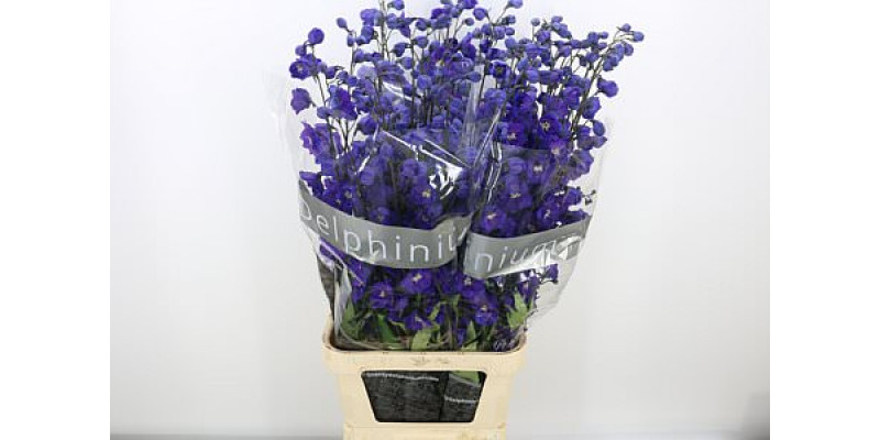 Delphinium Du Delp Power 120cm A1