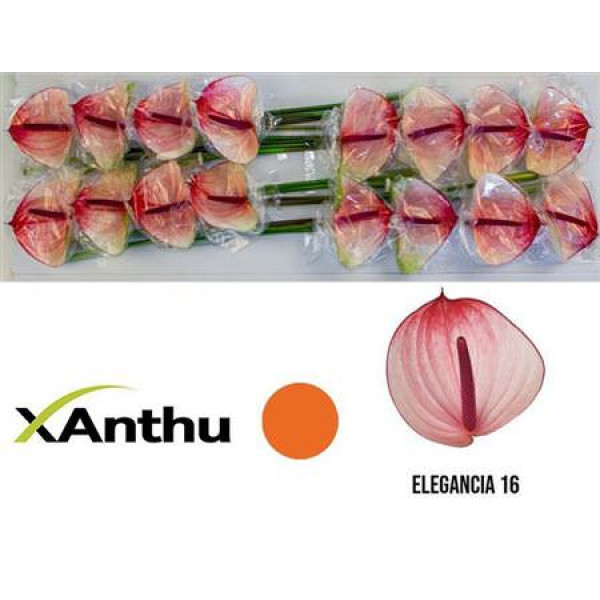 Anthurium Maxima Elegancia X16 16cm 16 Col-White Pink