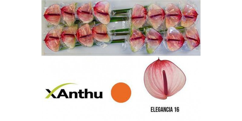 Anthurium Maxima Elegancia X16 16cm 16 Col-White Pink