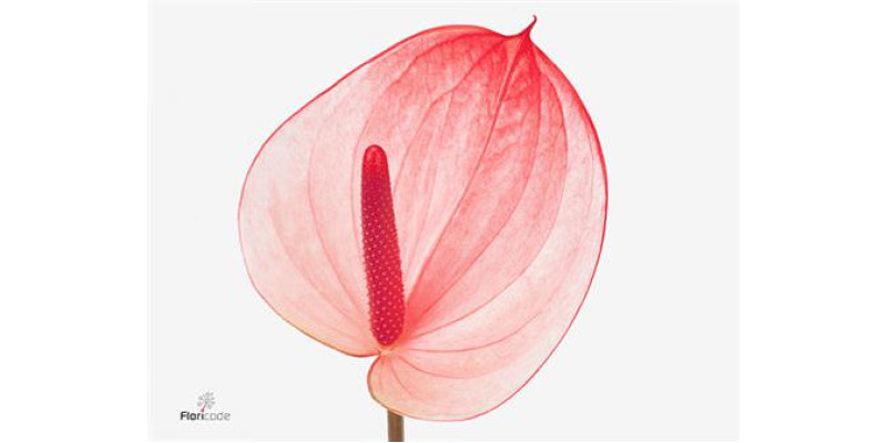 Anthurium A Max Elegan 16  A1
