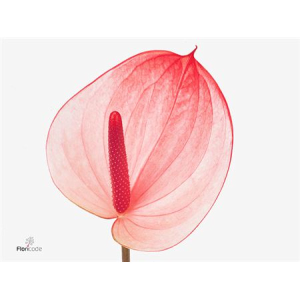 Anthurium A Max Elegan 12  cm A1