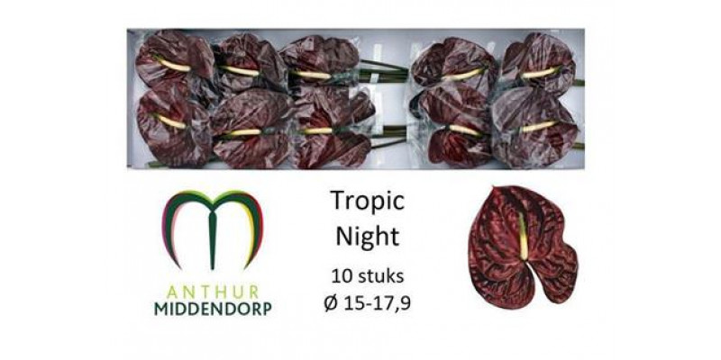 Anthurium Tropic Night X10 10cm 10 Col-Black