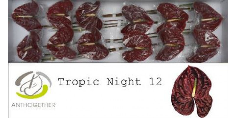 Anthurium A Tropic Night 12 A1