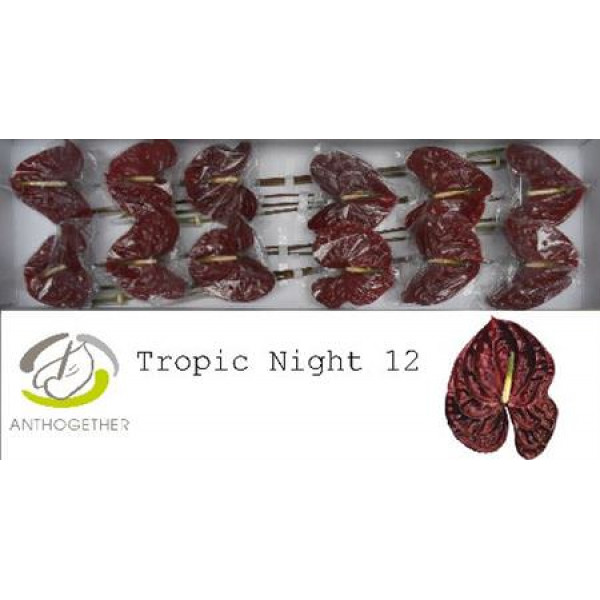 Anthurium A Tropic Night 12  A1