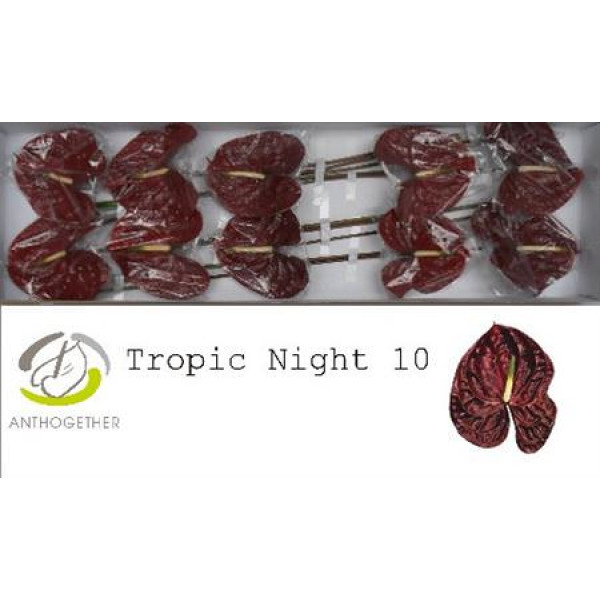 Anthurium A Tropic Night 10  A1