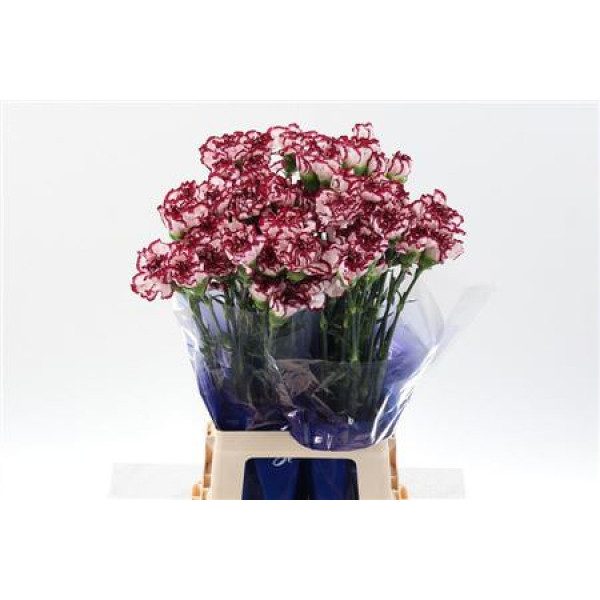 Dianthus St Olympia 70cm A1