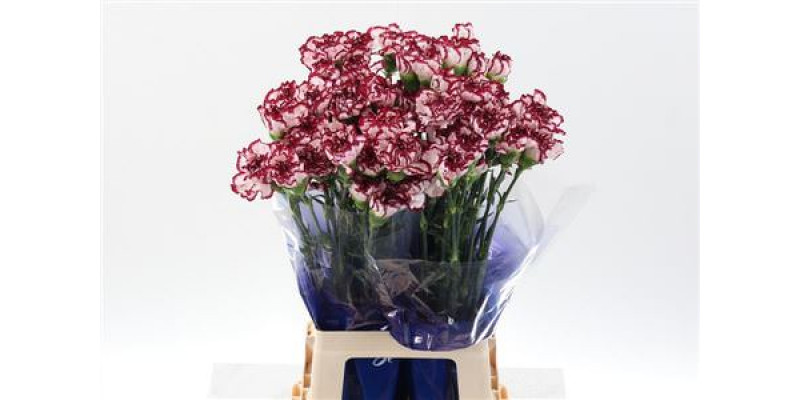 Dianthus St Olympia 70cm A1