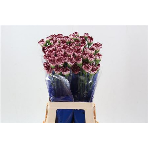 Dianthus St Perfect Hi 70cm A1