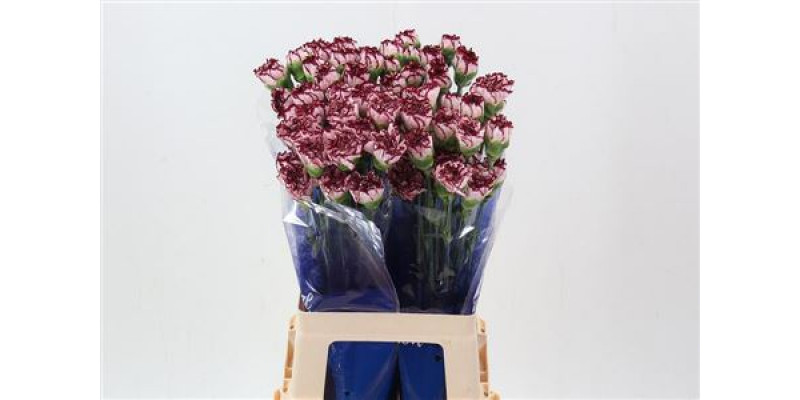 Dianthus St Perfect Hi 70cm A1