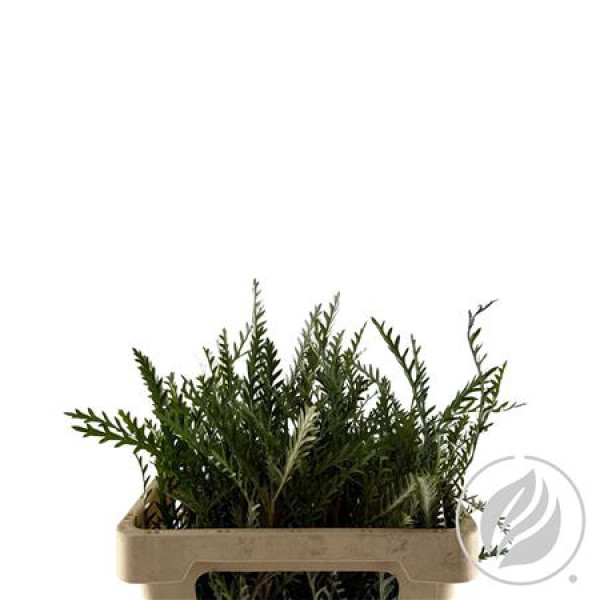 Grevilea Ivanhoe Groen 55cm 55 cm 