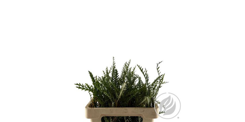 Grevilea Ivanhoe Groen 55cm 55 cm 