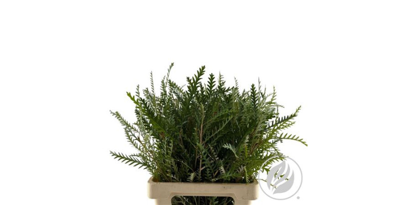 Grevilea Ivanhoe Groen 60cm 60 cm 