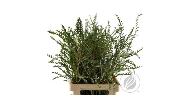 Grevilea Ivanhoe Groen 70cm 70 cm 