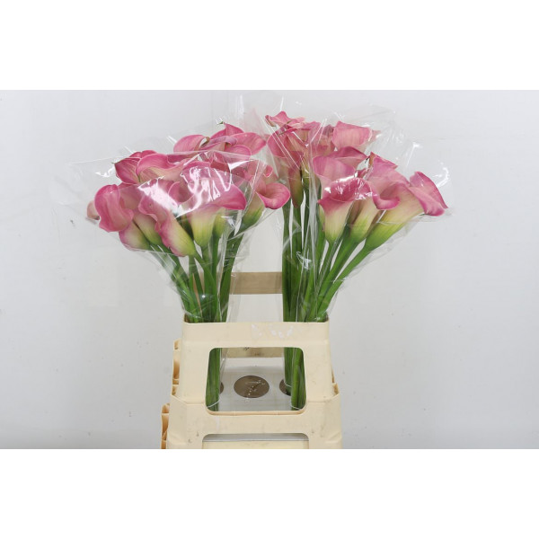 Zanthedeschias (Calla Lilly) Capt Romance 60cm  Col-Purple Pink