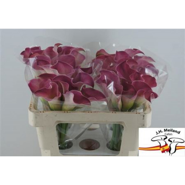 Zanthedeschias (Calla Lilly) Capt Romance 50cm  Col-Purple Pink