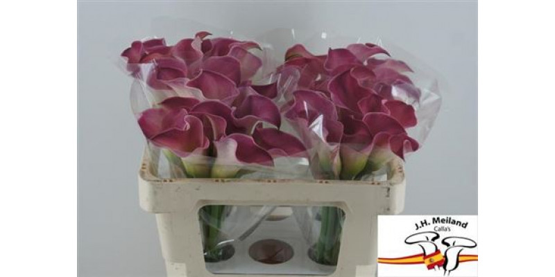 Zanthedeschias (Calla Lilly) Capt Romance 50cm  Col-Purple Pink