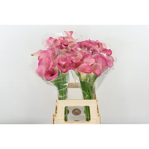 Zanthedeschias (Calla Lilly) Capt Romance 70cm A1