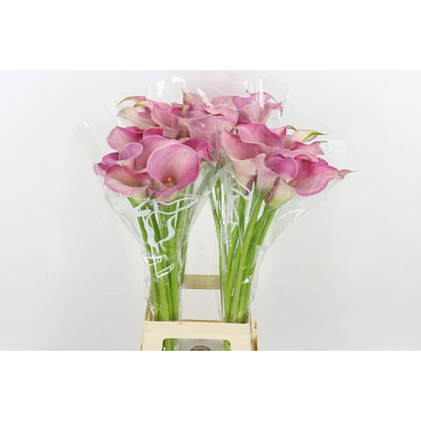 Zanthedeschias (Calla Lilly) Capt Romance 80cm A1