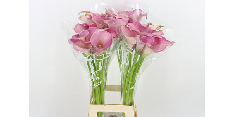 Zanthedeschias (Calla Lilly) Capt Romance 80cm A1