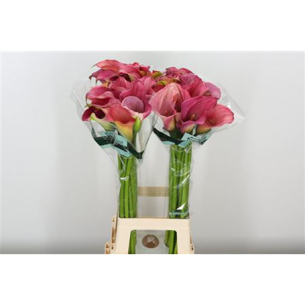 Zanthedeschias (Calla Lilly) Capt Romance 80cm A1