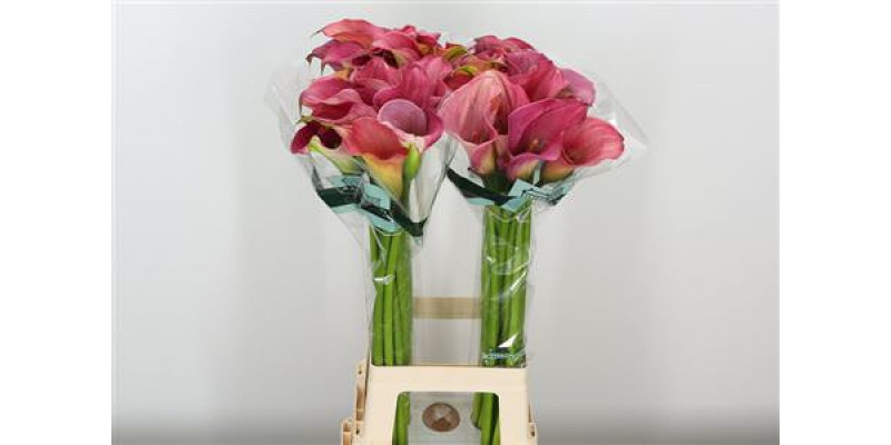 Zanthedeschias (Calla Lilly) Capt Romance 80cm A1