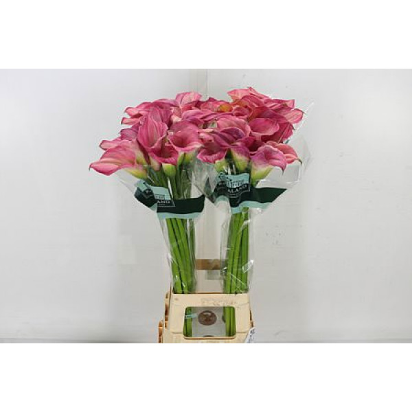 Zanthedeschias (Calla Lilly) Capt Romance 90cm A1