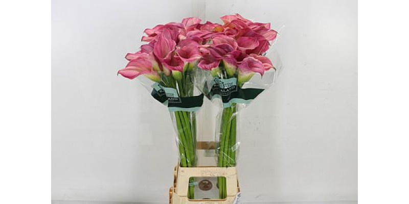 Zanthedeschias (Calla Lilly) Capt Romance 90cm A1