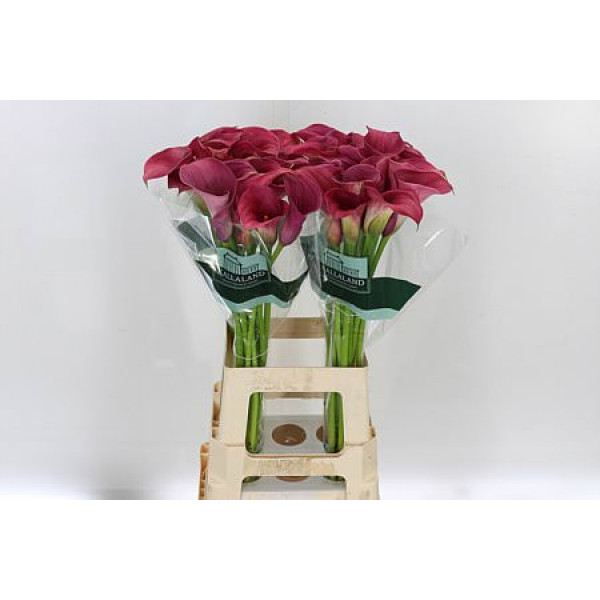 Zanthedeschias (Calla Lilly) Capt Romance 70cm A1