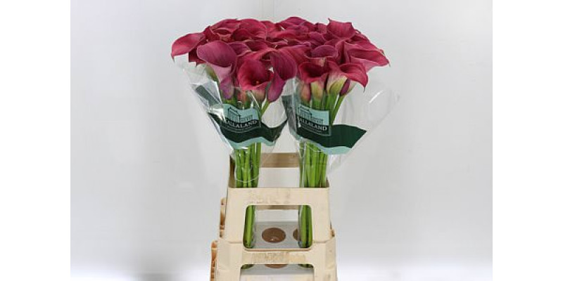 Zanthedeschias (Calla Lilly) Capt Romance 70cm A1