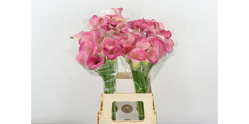 Zanthedeschias (Calla Lilly) Capt Romance 70cm A1