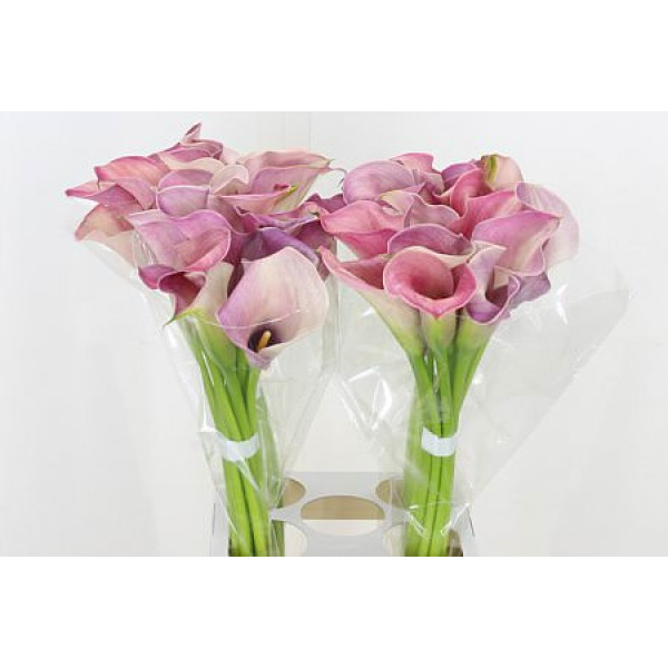 Zanthedeschias Calla Lilly Capt Romance 70cm 