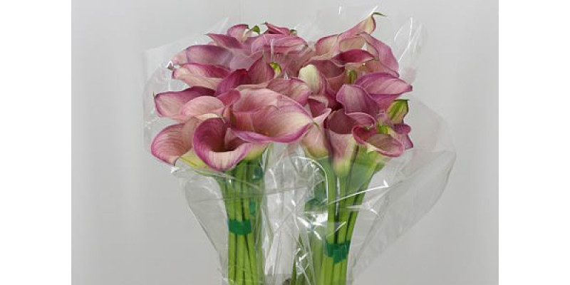 Zanthedeschias Calla Lilly Capt Romance 80cm 