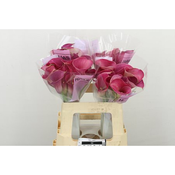 Zanthedeschias Calla Lilly Capt Romance 55cm A1