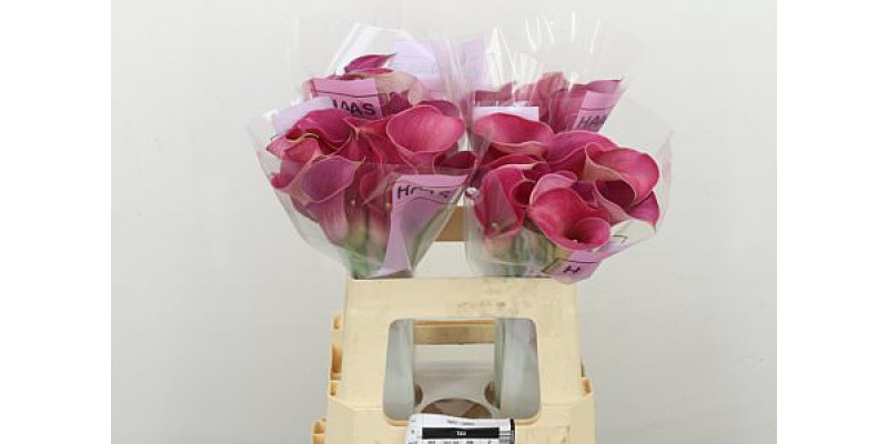 Zanthedeschias Calla Lilly Capt Romance 55cm A1