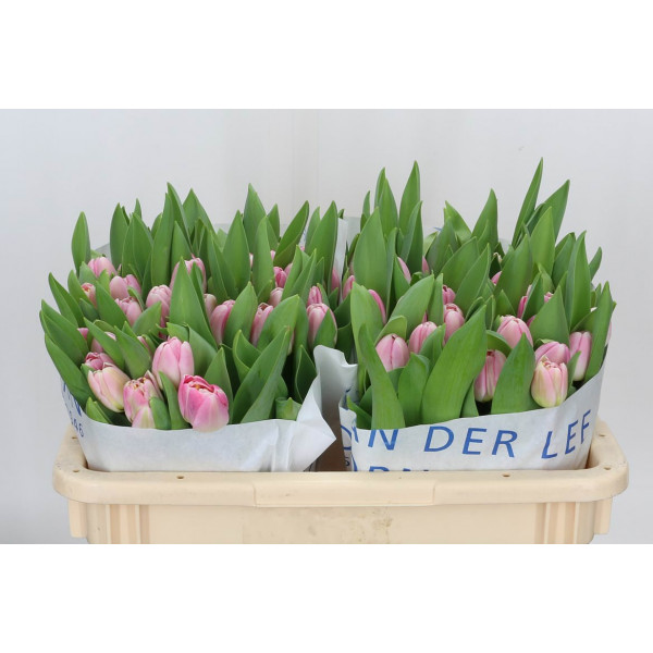 Tulips Du Endless Love 34cm A1 Col-Pink