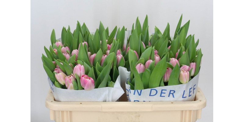 Tulips Du Endless Love 34cm A1 Col-Pink