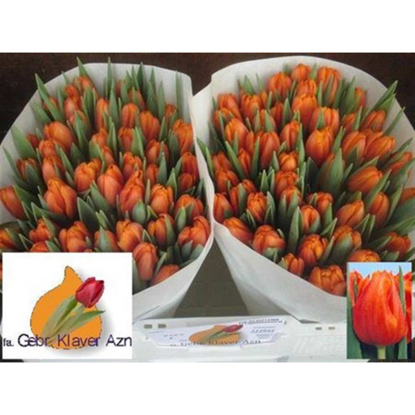 Tulips En Pako 33cm A1 Col-Orange