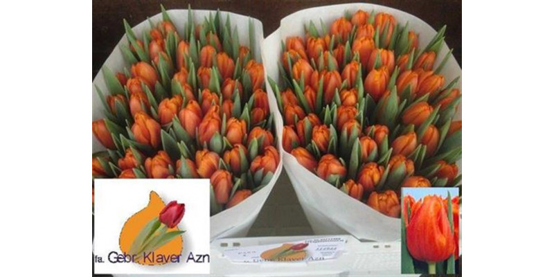 Tulips En Pako 33cm A1 Col-Orange