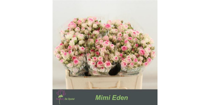 Rose Tr Mimi Eden 50cm A1