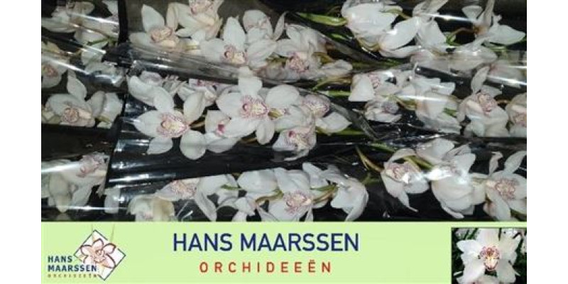 Orchid Cymb Tak Mrs Sugar L 60cm A1
