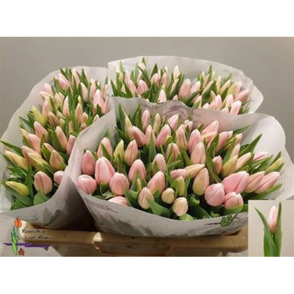 Tulips En Gabriella 38cm A1 Col-Pink