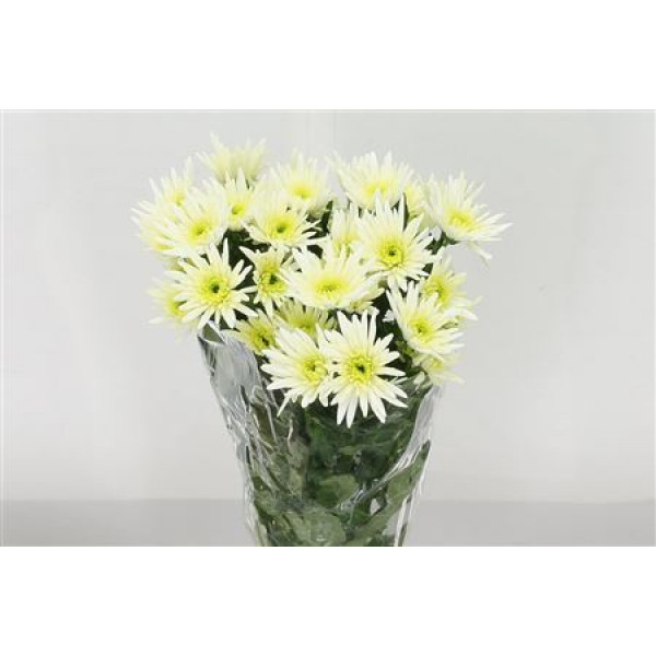 Chrysanthemums T Delian White 70cm A1 Col-White