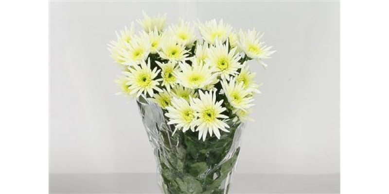 Chrysanthemums T Delian White 70cm A1 Col-White