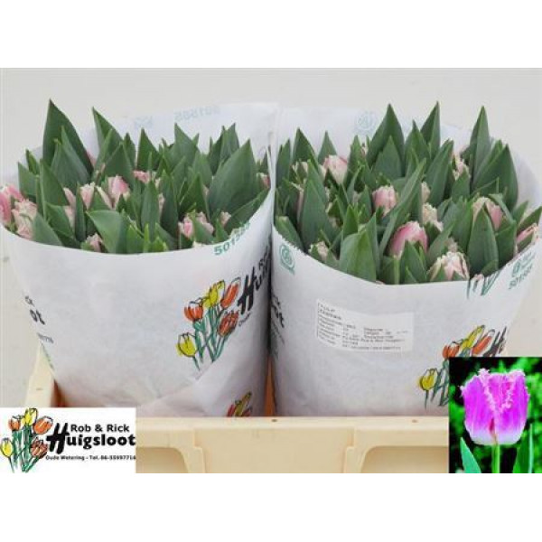 Tulips Freesias Dallas 38cm A1