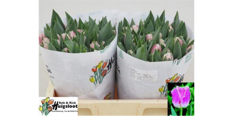 Tulips Freesias Dallas 38cm A1