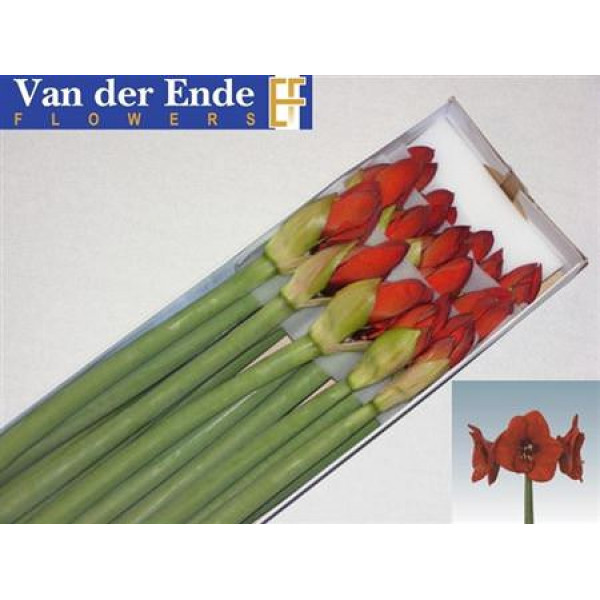 Amaryllis Red Lion 12cm A1