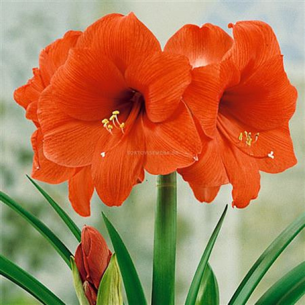 Amaryllis Dyed Orange 12cm A1