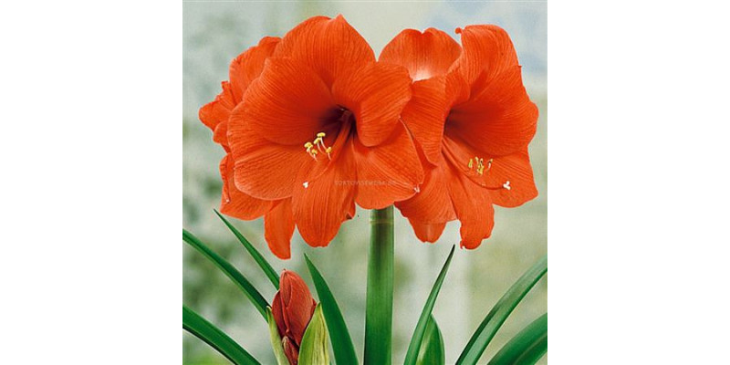 Amaryllis Dyed Orange 12cm A1